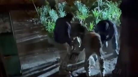 VÍDEO: Recrutadores ucranianos emboscam e espancam homem durante mobilização forçada