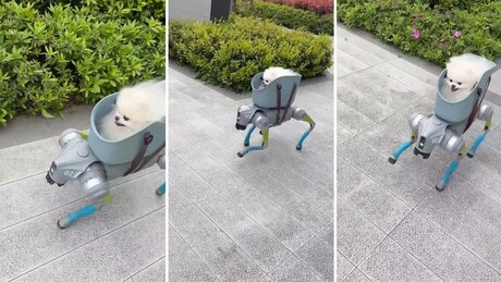 VÍDEO: Cachorrinho passeia em 'animal de estimação robô' de quatro patas