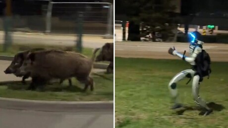 VÍDEO: Robô humanoide 'caça' javalis pelas ruas, em cena surreal