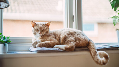 Suposto 'serial killer' de gatos é condenado à prisão no DF