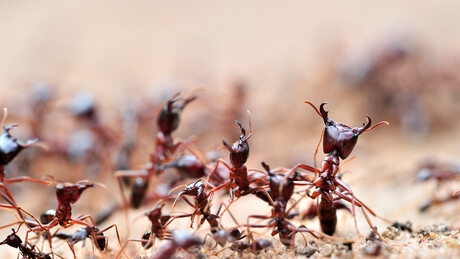 Chinês é condenado por contrabando de formigas no Quênia