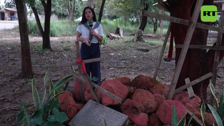 Memórias de sangue: o Massacre de Eldorado dos Carajás e a luta pela terra no Brasil