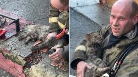 VÍDEO: Bombeiro russo realiza emocionante reanimação em gato após incêndio e consegue salvá-lo