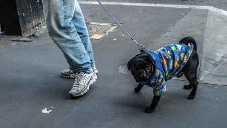 Lei regulamenta guarda compartilhada de pets em caso de separação no Brasil