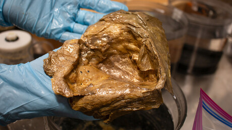 Mistério de 'ovo dourado' encontrado no fundo do Mar é resolvido