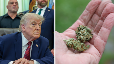Com nova resolução do governo Trump, maconha passa a ser liberada para pesquisa nos EUA