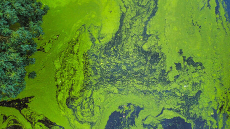 Bactéria carnívora que pode matar em até 48 horas é detectada nos EUA