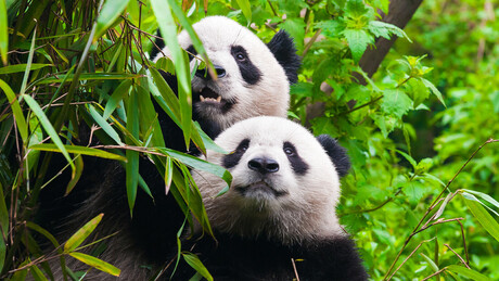 China enviará dois pandas gigantes aos EUA