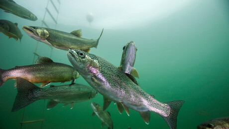 Cientistas introduziram cocaína em salmões; entenda o motivo