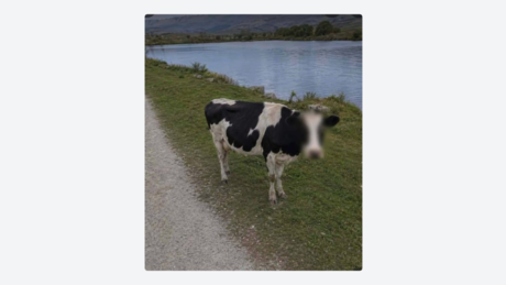 Google Maps surpreende ao 'proteger a identidade' de vaca e maquiar seu rosto