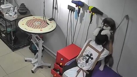 VÍDEO FOFO: Mulher reclama da demora do cachorro no pet shop e câmeras mostram o motivo