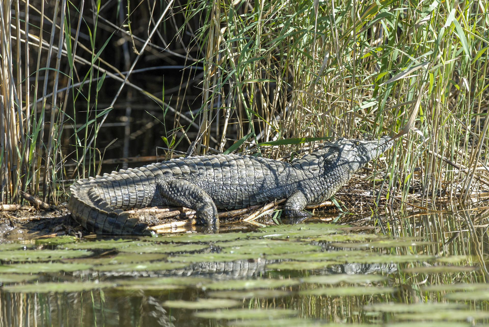 Casal de idosos é esfaqueado e jogado em rio infestado de crocodilos na África do Sul