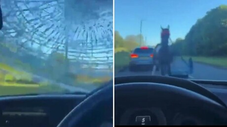 VÍDEO: Momento de pânico - cavalo descontrolado embate em um Mercedes-Benz a toda velocidade
