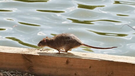 Entenda o que é o hantavírus, doença ligada a mortes em cruzeiro que saiu da Argentina