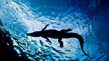 IMAGENS CHOCANTES: Restos humanos são achados dentro de crocodilo