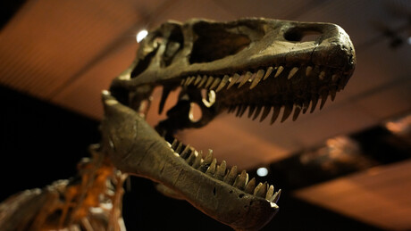 Alemanha devolverá ao Brasil fóssil de dinossauro retirado ilegalmente há 35 anos