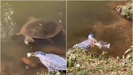 VÍDEO: Pássaro usa método surpreendente para conseguir comida