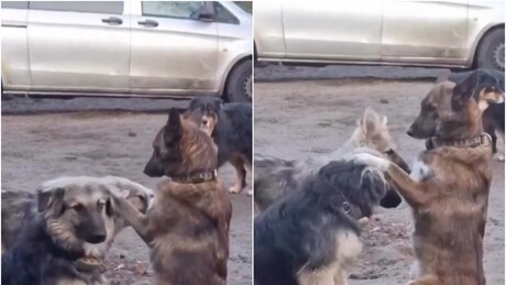 VÍDEO: Vira-lata se transforma em 'cão pastor' e 'abençoa' outros cachorros