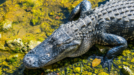 China desenvolve blindagem capaz de desviar projéteis inspirada em pele de crocodilo