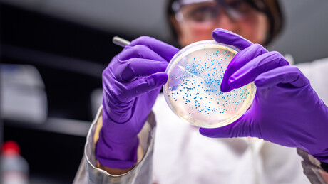 Superbactéria resistente a antibióticos é encontrada em mananciais de água de Porto Alegre