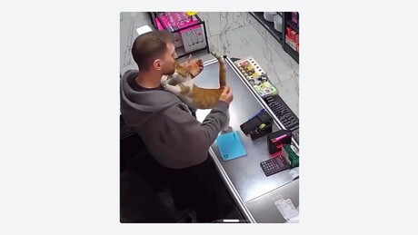 VÍDEO: Gato visita loja diariamente para pedir carinho