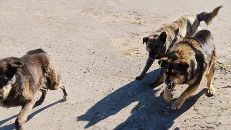 Índia autoriza eutanásia para cães de rua