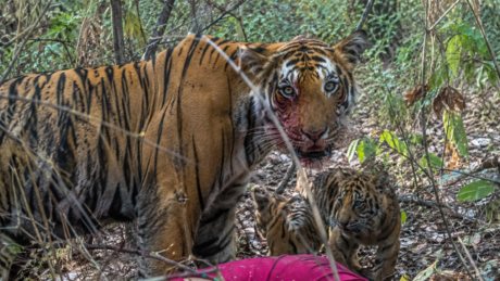 Tigres matam 4 mulheres  na Índia