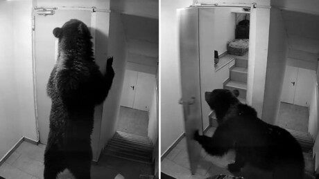 VÍDEO: Urso invade hotel na Romênia e causa pânico