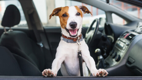 Cachorro dá tiro de espingarda em mulher nos EUA
