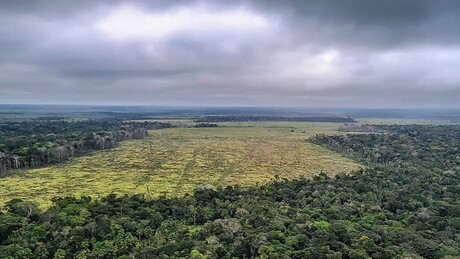 Quase 70% das áreas protegidas da Amazônia zeraram desmatamento, aponta Imazon