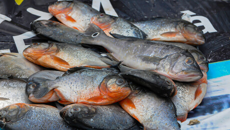 Europa avalia reabrir mercado para peixe brasileiro após quase uma década