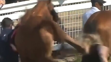 VÍDEO: Mulher é lançada violentamente ao ar após levar coice de cavalo