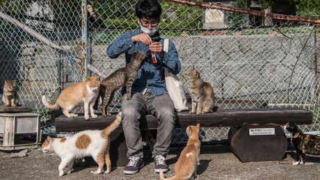 Economia felina: gatos impulsionam finanças de país asiático com bilhões; entenda