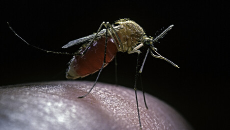 Chikungunya pode se alastrar pelo mundo devido às mudanças climáticas: quais regiões correm risco?