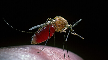 Google pede autorização para liberar 64 milhões de mosquitos infectados nos EUA