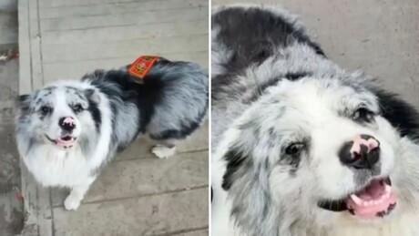 VÍDEO: Cachorro de influencer chinês é roubado, vendido e comido em restaurante