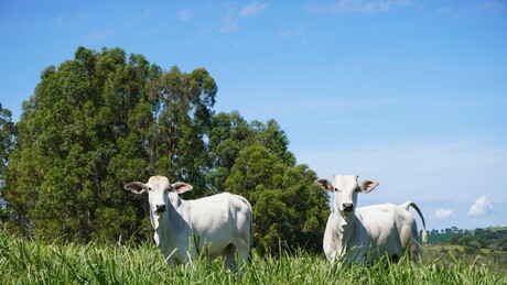 União Europeia oficializa medida que proíbe compra de carne brasileira