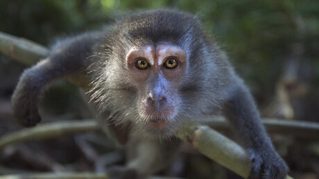 Macaco de estimação mata menino de 6 anos na Tailândia