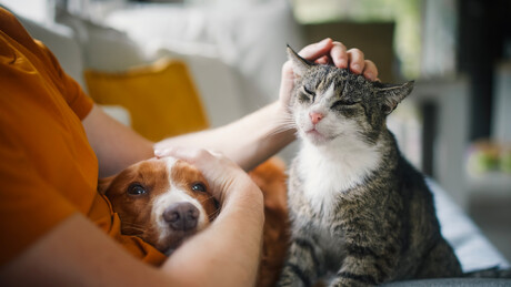 Cães vs. Gatos: Qual dos dois faz você dormir melhor?