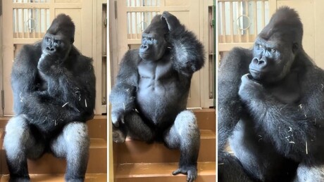 VÍDEO: Gorila 'filósofo' parece fazer reflexão sobre a vida