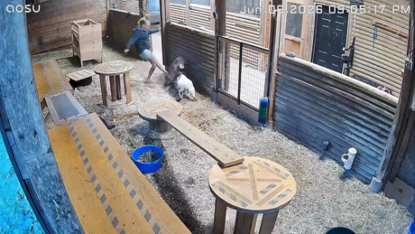 VÍDEO: Jovem salva cabra de puma nos EUA