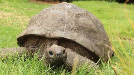 Aos 194 anos, tartaruga Jonathan bate recorde de animal terrestre mais velho do planeta