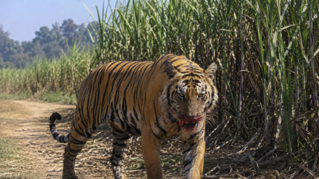 Novo ataque de tigre mata mais 2 pessoas na Índia
