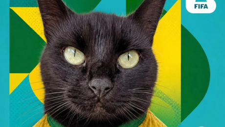 Gato vidente prevê resultado de Brasil x Japão pela Copa do Mundo