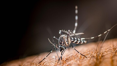 Cientistas revelam fator inesperado que acelerou propagação da dengue na Amazônia peruana