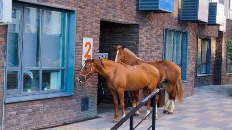 VÍDEO: Cavalos 'invadem' bairro de Moscou