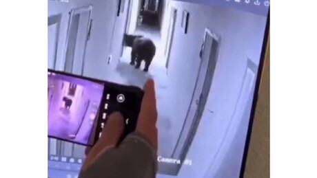 VÍDEO: Urso invade hotel na China, sobe escadas e abre porta do quarto com as próprias patas