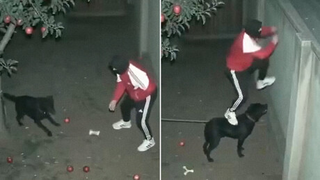 VÍDEO: Cão de guarda vira cúmplice de ladrão