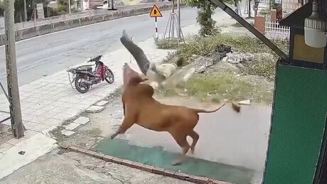 IMAGENS FORTES: Touro ataca dono e o arremessa ao ar