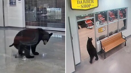 VÍDEO: Urso rouba base americana e deixa 'toletão' em homenagem aos EUA
